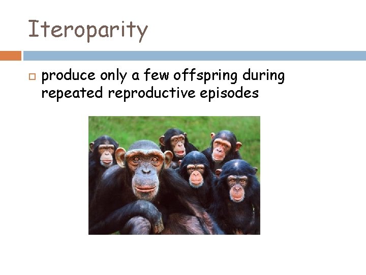 Iteroparity produce only a few offspring during repeated reproductive episodes 