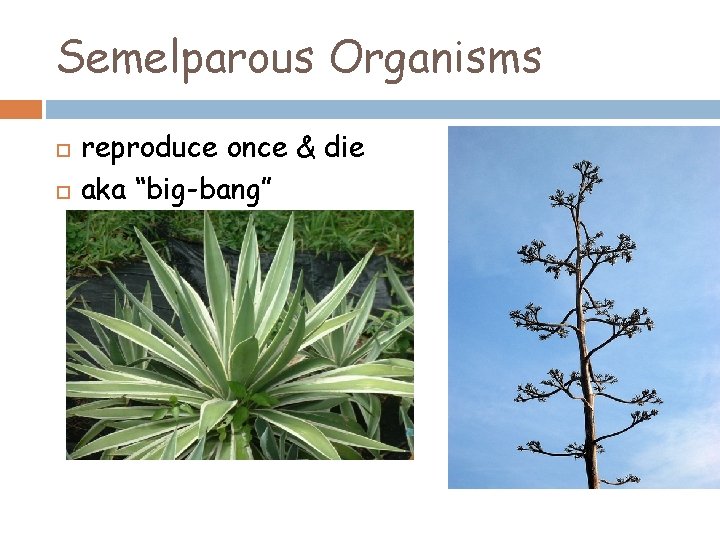 Semelparous Organisms reproduce once & die aka “big-bang” 