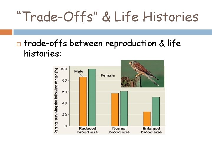 “Trade-Offs” & Life Histories trade-offs between reproduction & life histories: 