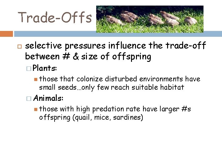 Trade-Offs selective pressures influence the trade-off between # & size of offspring � Plants: