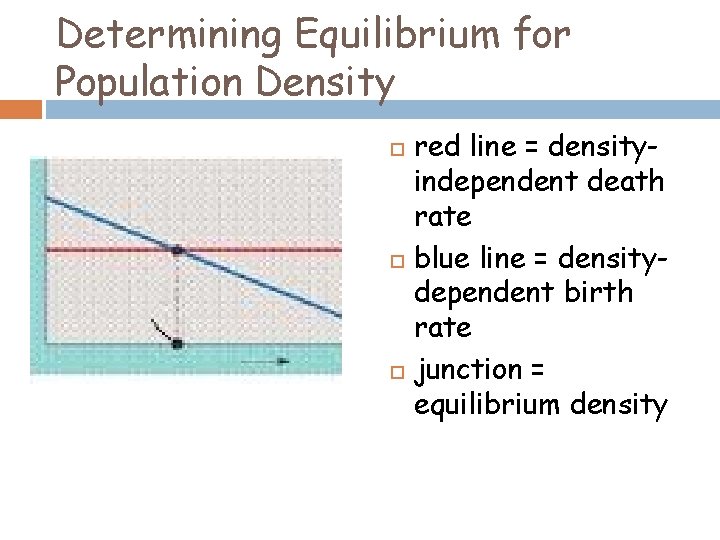 Determining Equilibrium for Population Density red line = densityindependent death rate blue line =