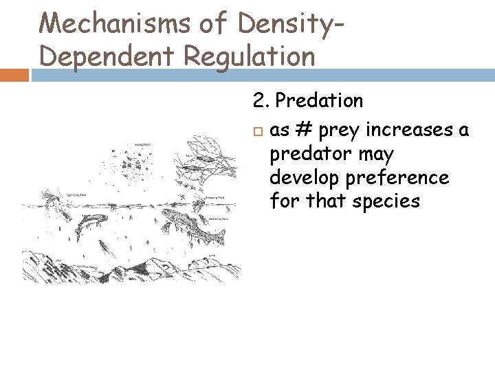 Mechanisms of Density. Dependent Regulation 2. Predation as # prey increases a predator may