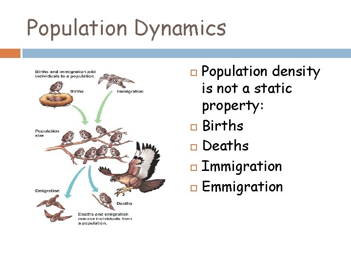 Population Dynamics Population density is not a static property: Births Deaths Immigration Emmigration 