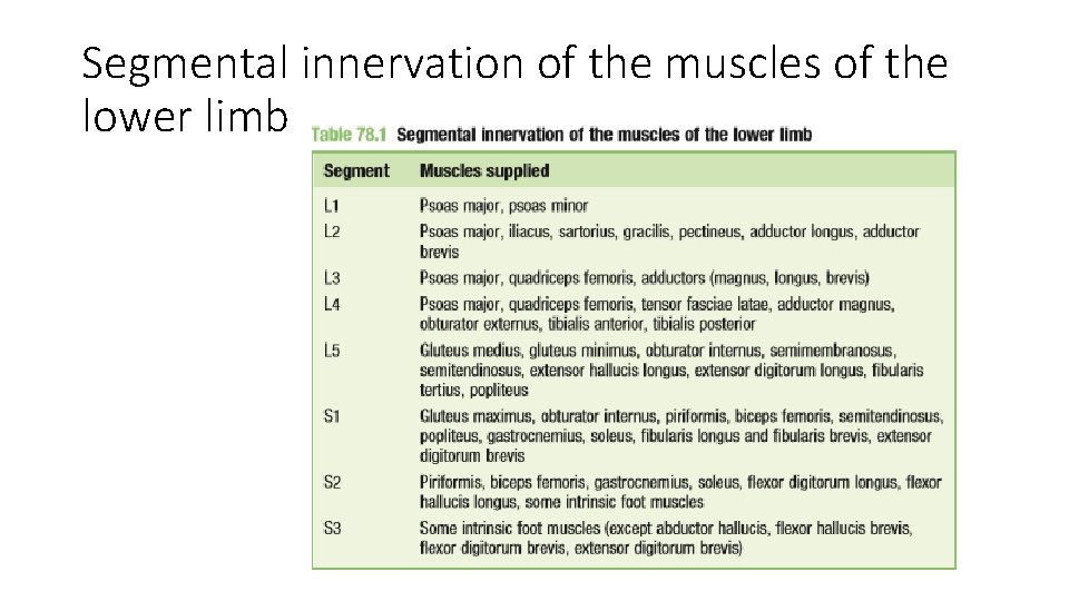 Segmental innervation of the muscles of the lower limb  Segmental innervation of the muscles of the lower limb