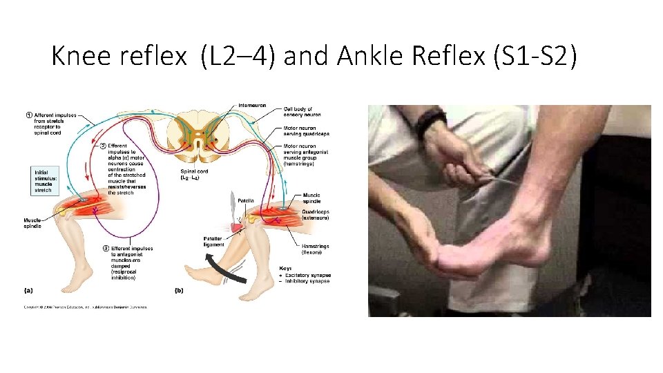 Knee reflex (L 2– 4) and Ankle Reflex (S 1 -S 2)  Knee reflex (L 2– 4) and Ankle Reflex (S 1 -S 2)