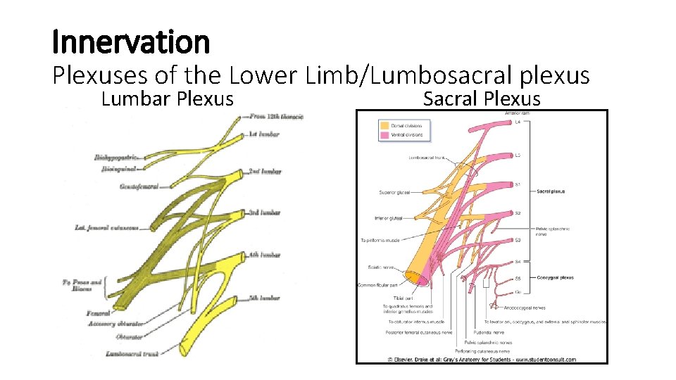 Innervation Plexuses of the Lower Limb/Lumbosacral plexus Lumbar Plexus Sacral Plexus  Innervation Plexuses of the Lower Limb/Lumbosacral plexus Lumbar Plexus Sacral Plexus