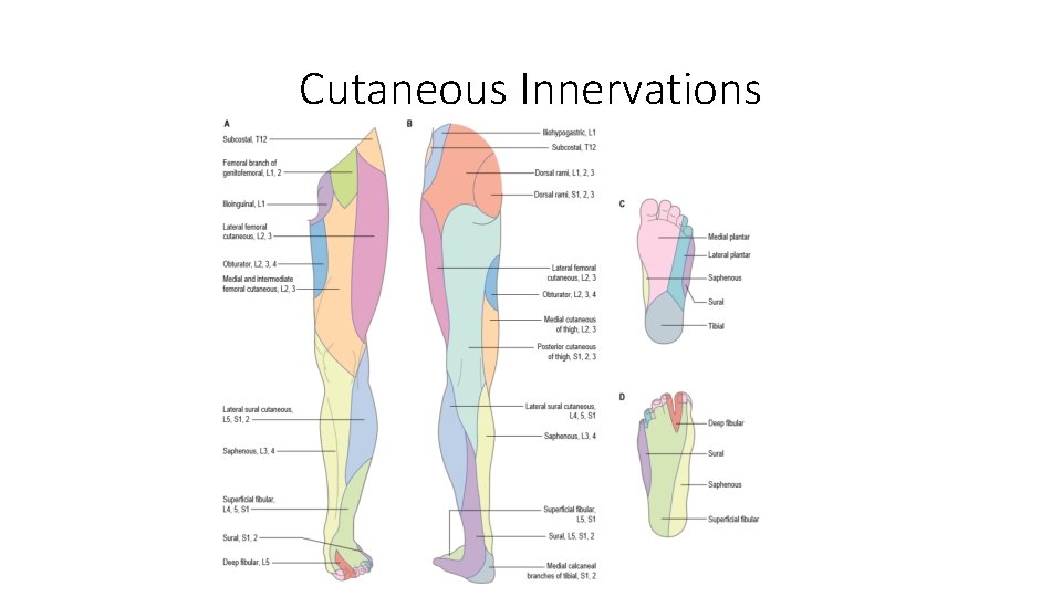 Cutaneous Innervations  Cutaneous Innervations