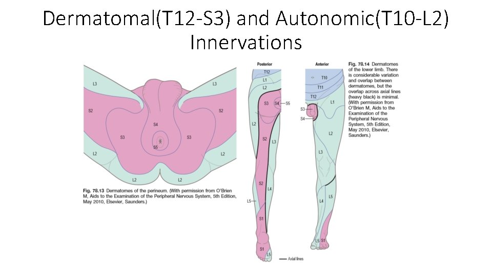 Dermatomal(T 12 -S 3) and Autonomic(T 10 -L 2) Innervations  Dermatomal(T 12 -S 3) and Autonomic(T 10 -L 2) Innervations