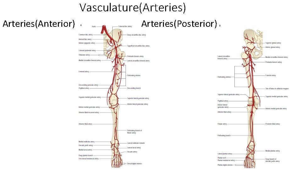 Vasculature(Arteries) Arteries(Anterior) Arteries(Posterior)  Vasculature(Arteries) Arteries(Anterior) Arteries(Posterior)