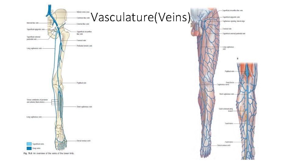 Vasculature(Veins)  Vasculature(Veins)