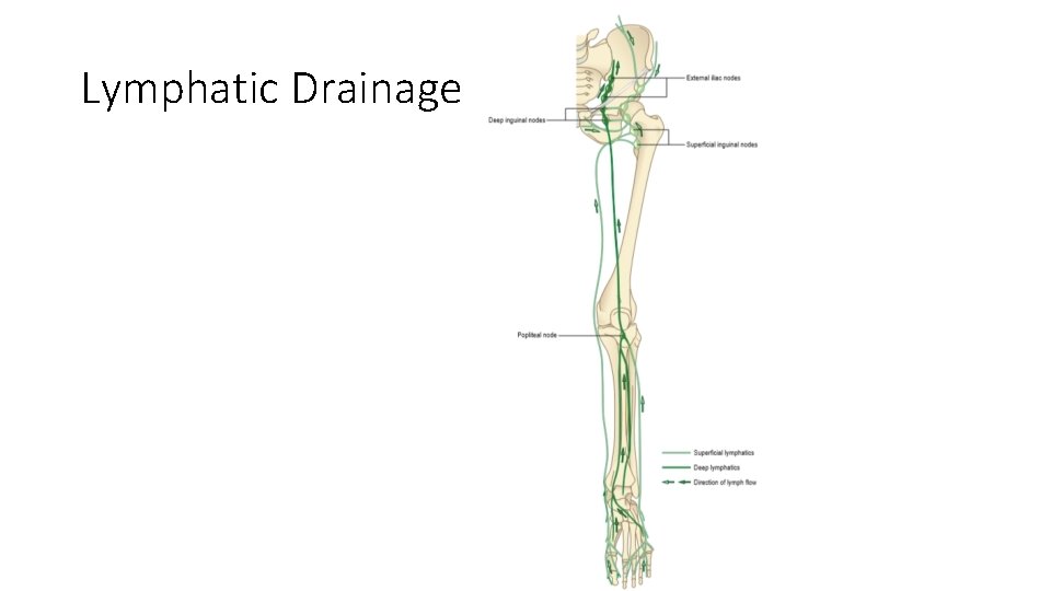 Lymphatic Drainage  Lymphatic Drainage