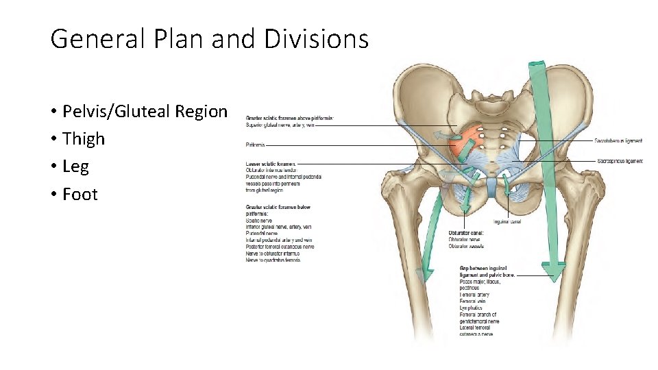 General Plan and Divisions • Pelvis/Gluteal Region • Thigh • Leg • Foot  General Plan and Divisions • Pelvis/Gluteal Region • Thigh • Leg • Foot