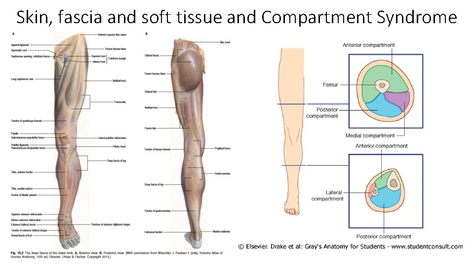 Skin, fascia and soft tissue and Compartment Syndrome  Skin, fascia and soft tissue and Compartment Syndrome