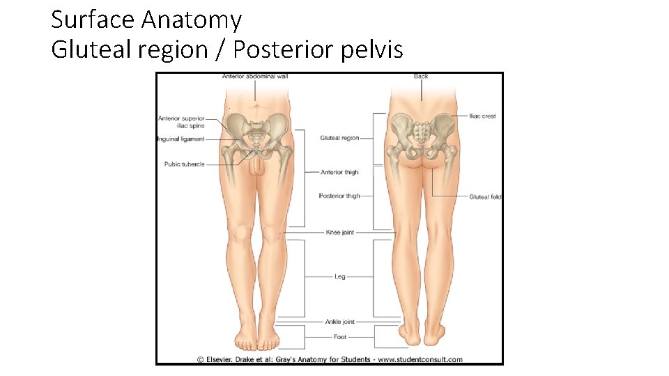 Surface Anatomy Gluteal region / Posterior pelvis  Surface Anatomy Gluteal region / Posterior pelvis