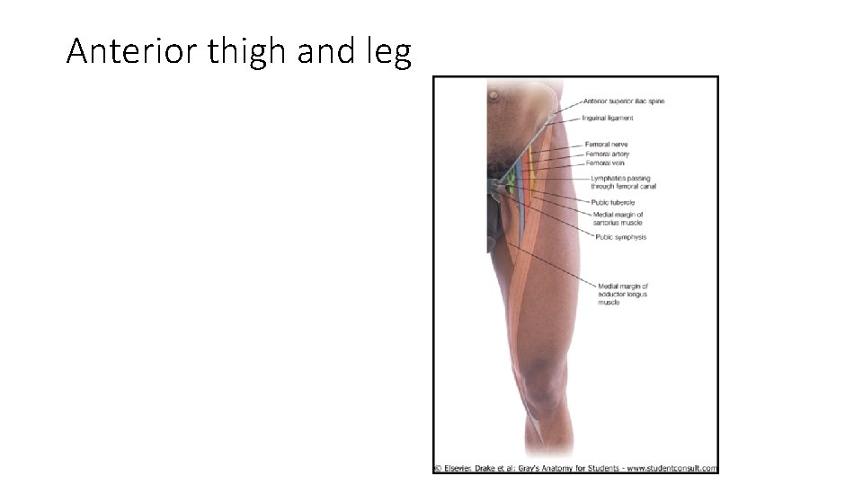 Anterior thigh and leg  Anterior thigh and leg