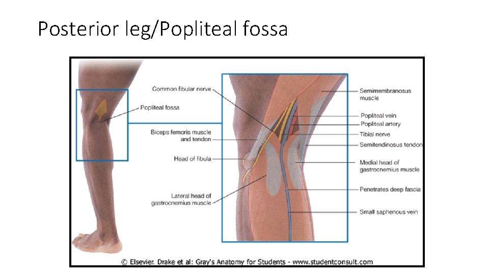 Posterior leg/Popliteal fossa  Posterior leg/Popliteal fossa