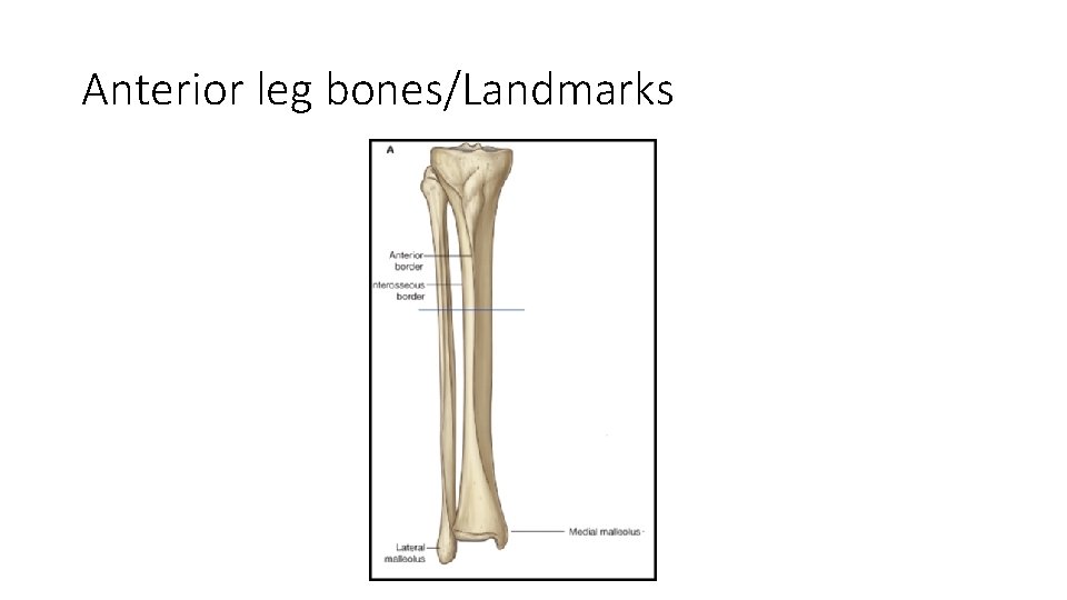 Anterior leg bones/Landmarks  Anterior leg bones/Landmarks