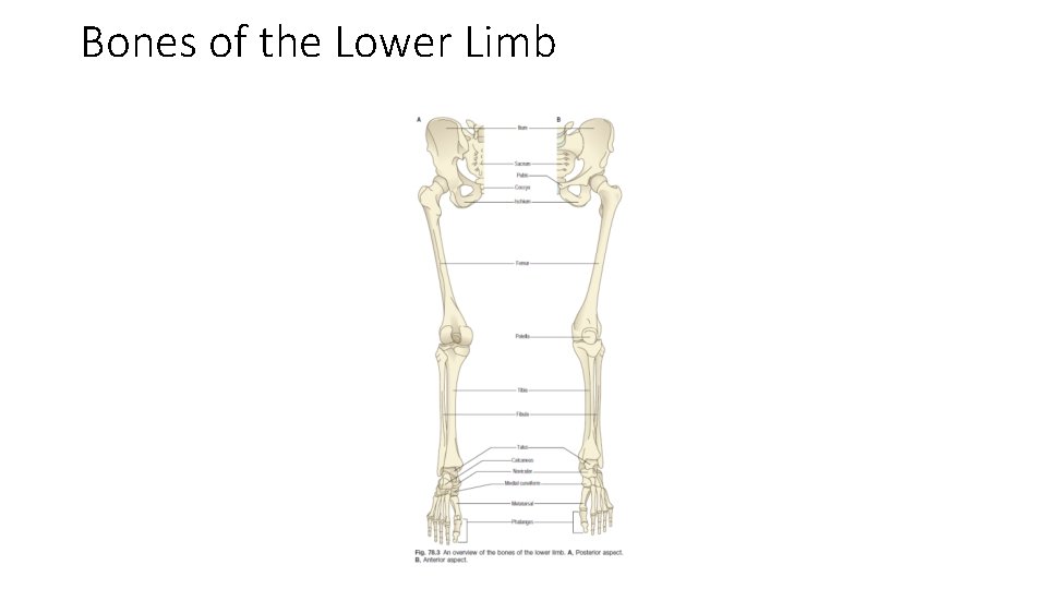 Bones of the Lower Limb  Bones of the Lower Limb