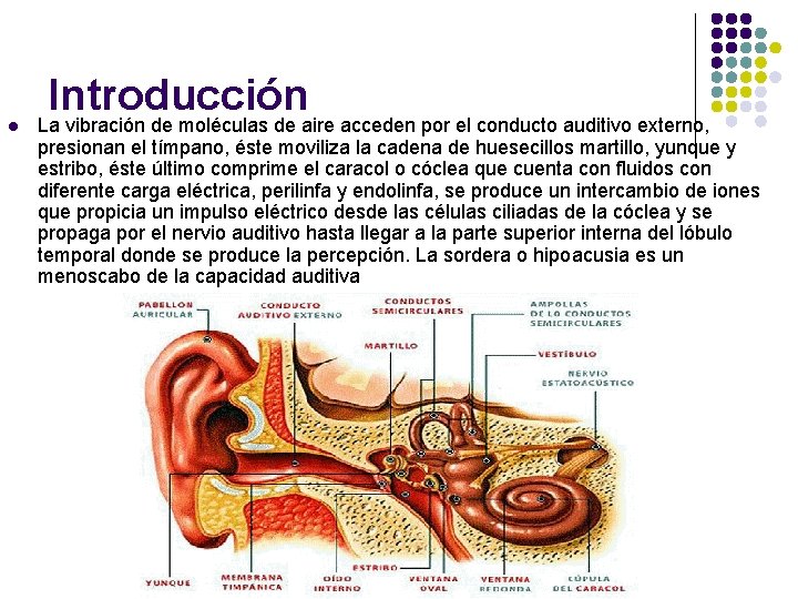 Introducción l La vibración de moléculas de aire acceden por el conducto auditivo externo,