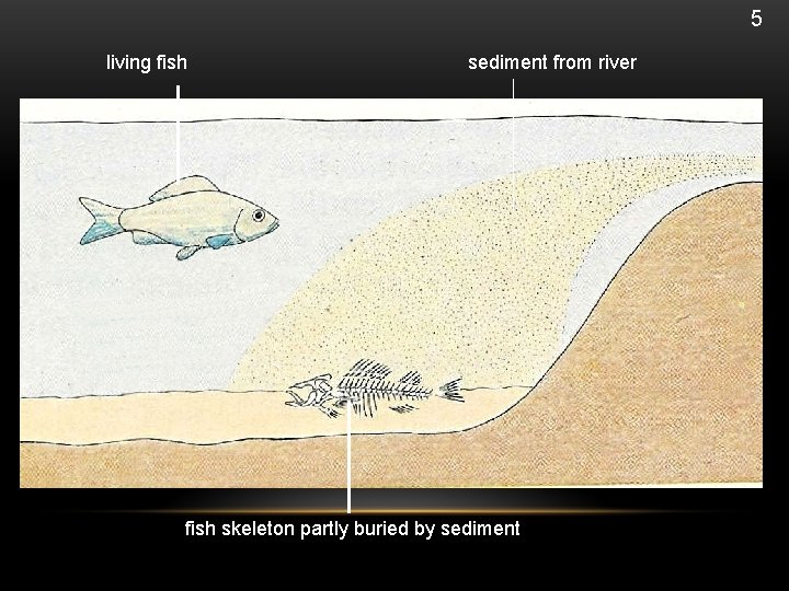 5 living fish sediment from river fish skeleton partly buried by sediment 