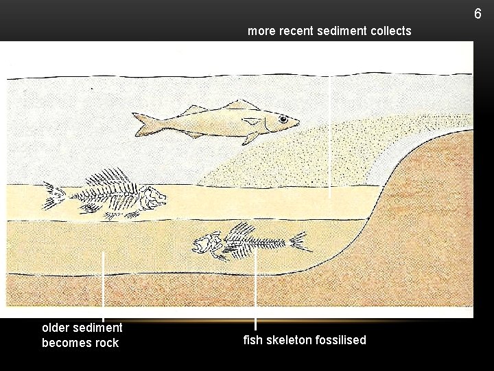 6 more recent sediment collects older sediment becomes rock fish skeleton fossilised 