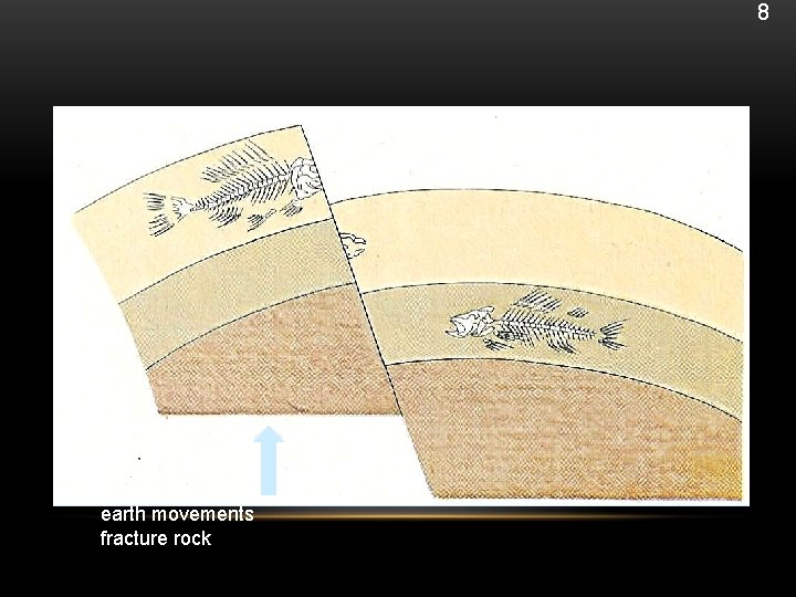 8 fossilised skeleton exposed earth movements fracture rock 