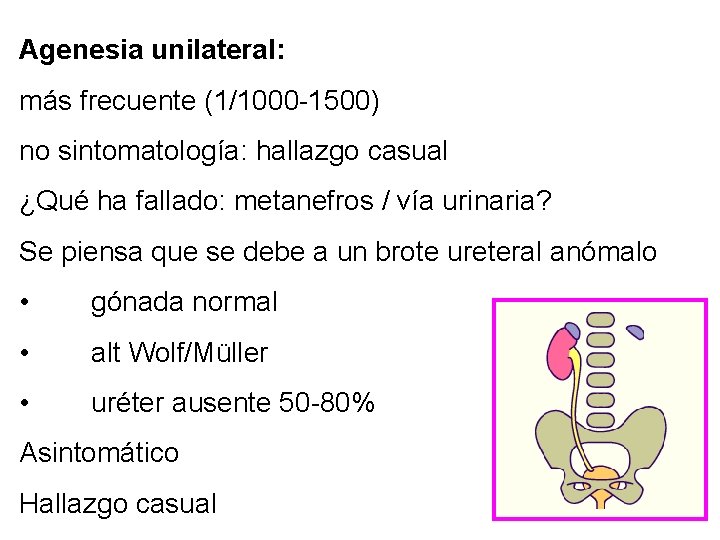 Agenesia unilateral: más frecuente (1/1000 -1500) no sintomatología: hallazgo casual ¿Qué ha fallado: metanefros