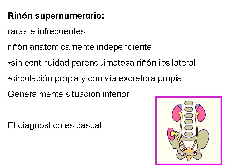 Riñón supernumerario: raras e infrecuentes riñón anatómicamente independiente • sin continuidad parenquimatosa riñón ipsilateral