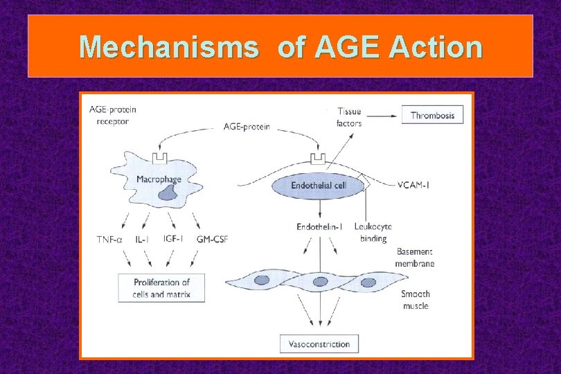 Mechanisms of AGE Action 