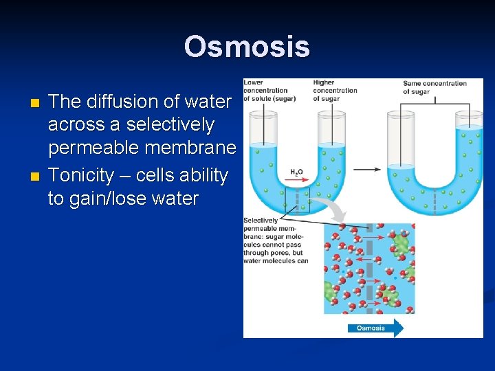 Osmosis n n The diffusion of water across a selectively permeable membrane Tonicity –