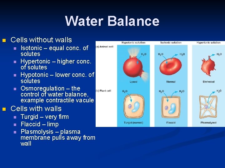 Water Balance n Cells without walls n n n Isotonic – equal conc. of