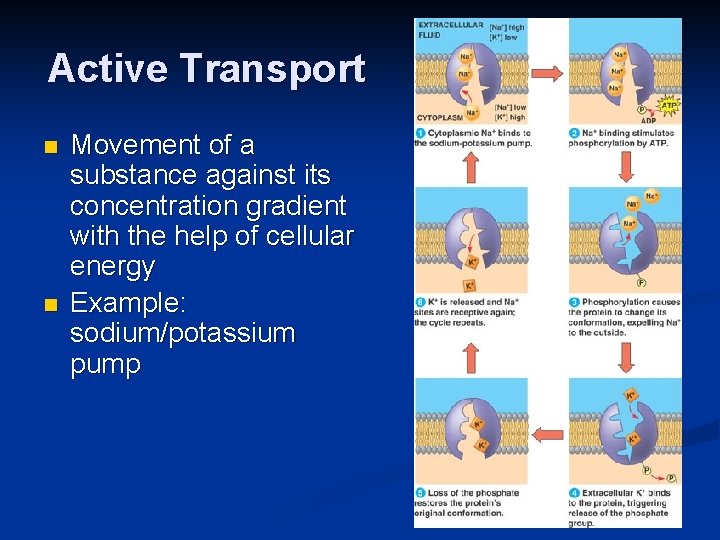 Active Transport n n Movement of a substance against its concentration gradient with the
