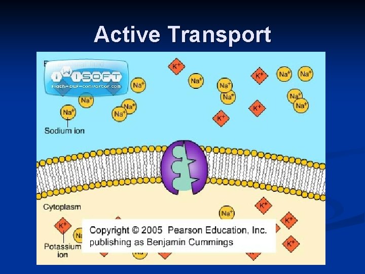 Active Transport 