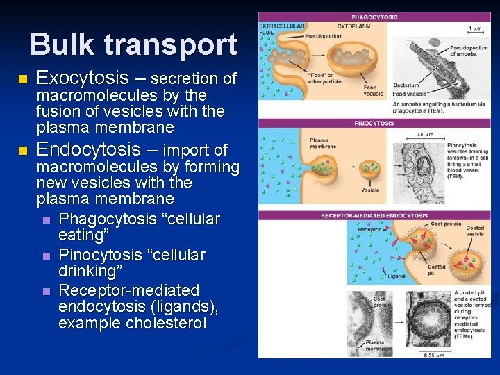 Bulk transport n Exocytosis – secretion of macromolecules by the fusion of vesicles with