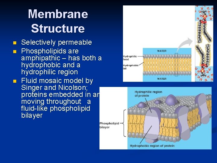 Membrane Structure n n n Selectively permeable Phospholipids are amphipathic – has both a