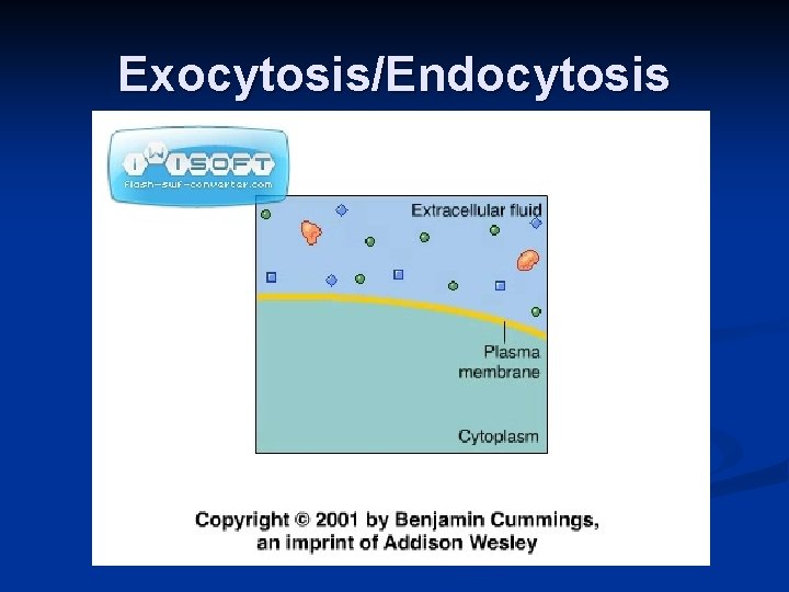 Exocytosis/Endocytosis 