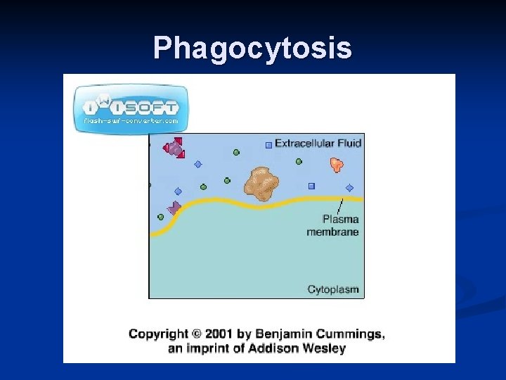 Phagocytosis 