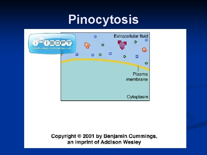 Pinocytosis 