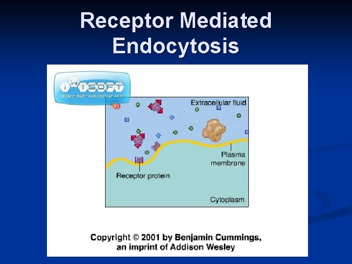 Receptor Mediated Endocytosis 