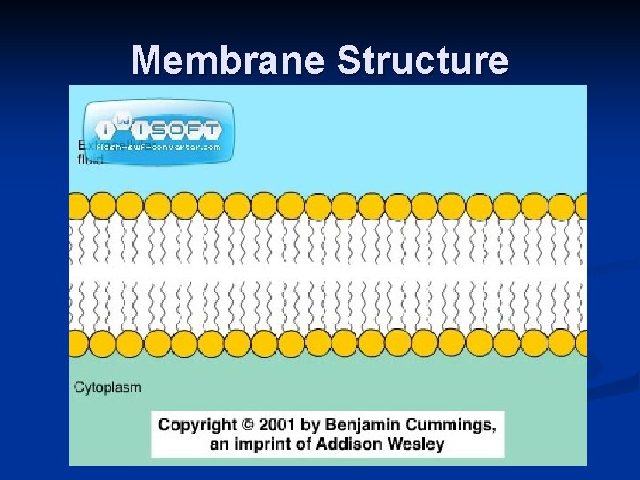 Membrane Structure 