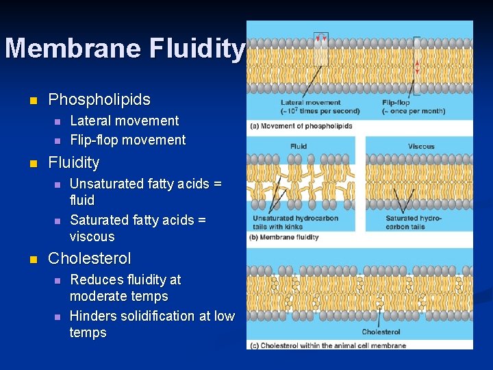 Membrane Fluidity n Phospholipids n n n Fluidity n n n Lateral movement Flip-flop