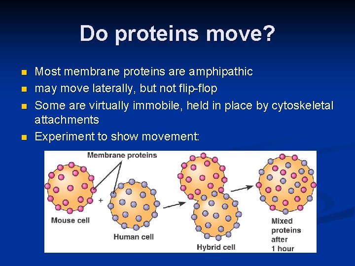 Do proteins move? n n Most membrane proteins are amphipathic may move laterally, but