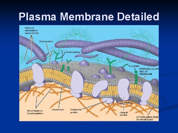 Plasma Membrane Detailed 