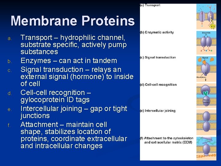 Membrane Proteins a. b. c. d. e. f. Transport – hydrophilic channel, substrate specific,