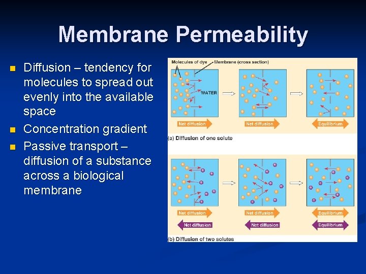 Membrane Permeability n n n Diffusion – tendency for molecules to spread out evenly