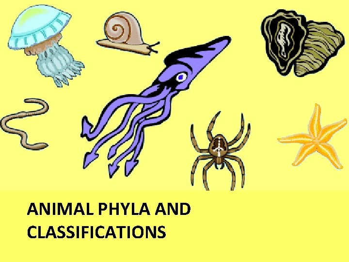 ANIMAL PHYLA AND CLASSIFICATIONS 