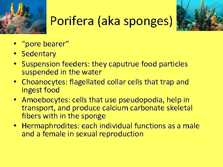 Porifera (aka sponges) • “pore bearer” • Sedentary • Suspension feeders: they caputrue food
