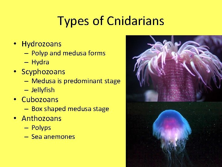 Types of Cnidarians • Hydrozoans – Polyp and medusa forms – Hydra • Scyphozoans