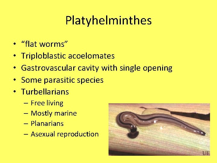 Platyhelminthes • • • “flat worms” Triploblastic acoelomates Gastrovascular cavity with single opening Some