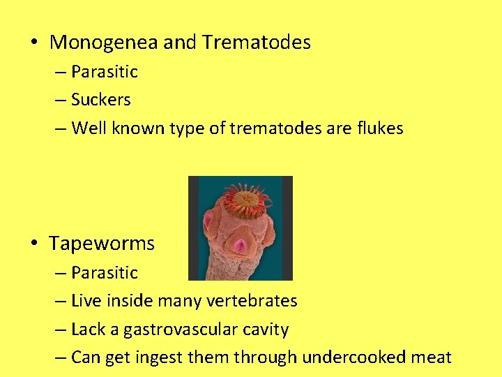  • Monogenea and Trematodes – Parasitic – Suckers – Well known type of